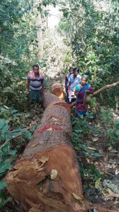 China lifts ban on Australian timber imports in another sign of ...