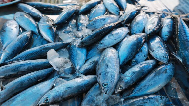 European Union's collusion with fishing lobbies is damaging the Indian Ocean tuna, say critics - Vimarsana News