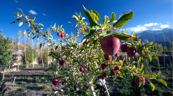 Apple orchard in Kashmir (Representative Image: Shutterstock)