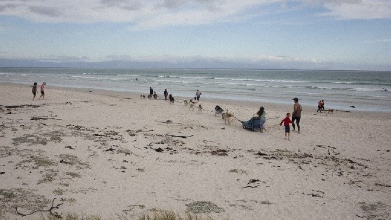 Every Saturday, tourists and joggers are treated to scenes straight from the Arctic with dogs that have swapped snow for sand. (Image: AFP) , Santa Paws: South African canines sled on sandy beaches, The World Live Breaking News Coverage & Updates IN ENGLISH