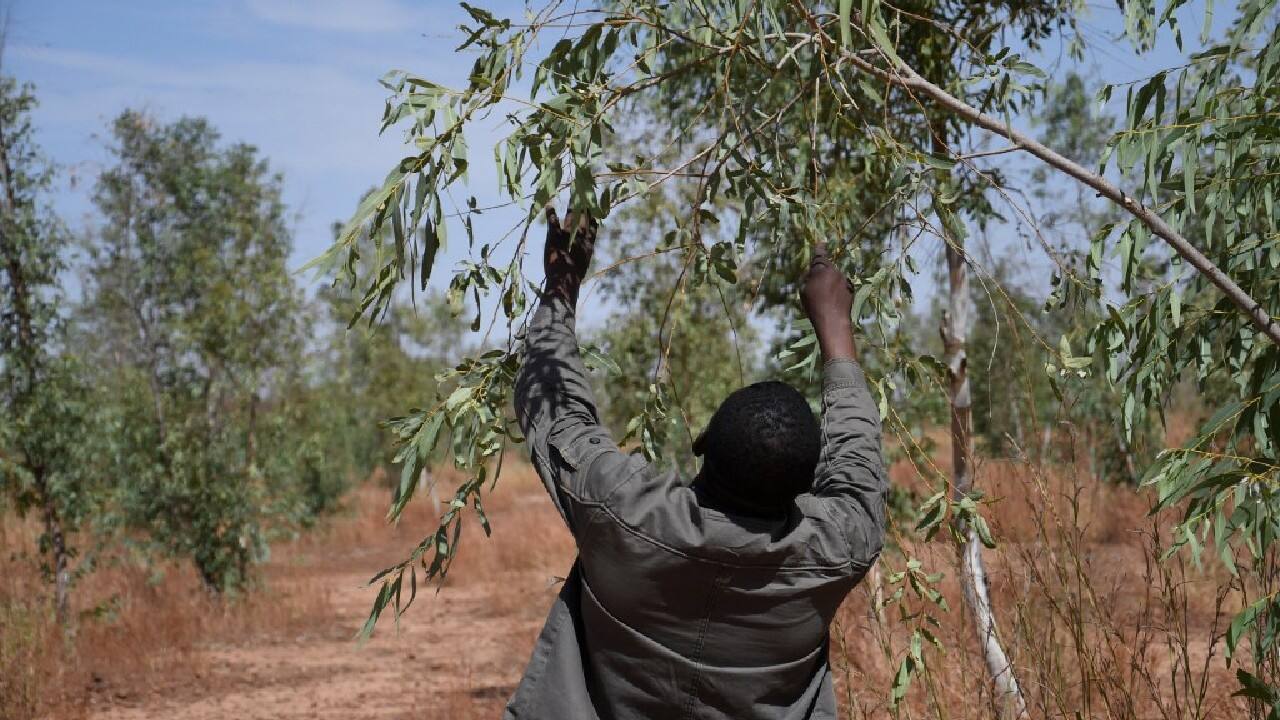 "Their leaves and seeds are rich in protein for livestock," explained local farmer Garba Moussa. "Cooked or dried, we also eat them as survival food during severe food shortages," he added. (Image: AFP) "Their leaves and seeds are rich in protein for livestock," explained local farmer Garba Moussa. "Cooked or dried, we also eat them as survival food during severe food shortages," he added. (Image: AFP)
