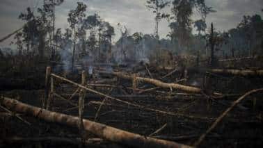 EU's Deforestation Regulation is meant to cut imports from developing countries