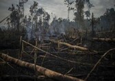 EU's Deforestation Regulation is meant to cut imports from developing countries