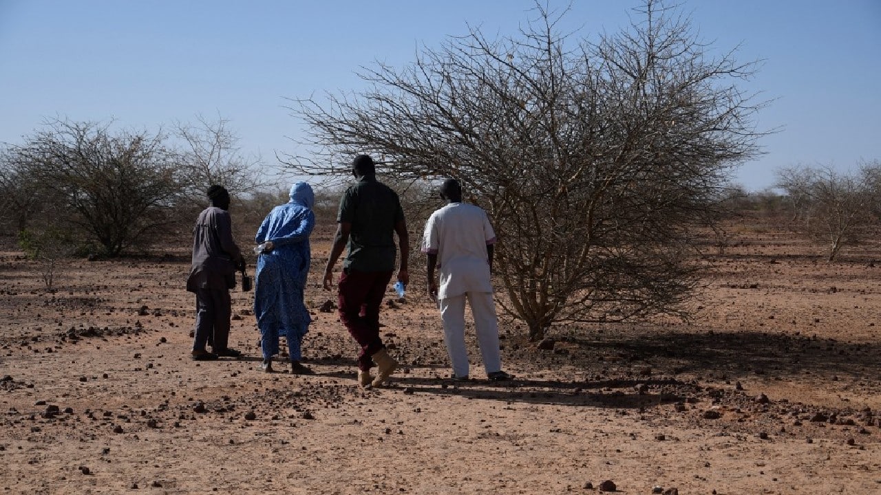 Niger's contribution is mainly made up of white gum and Bauhinia rufescens trees, two drought-resistant species that can grow 12 metres (40 feet) tall. Armed with pickaxes and spades, villagers built earthen embankments that hold rainwater around the saplings longer to ensure they grow even during droughts. (Image: AFP) Niger's contribution is mainly made up of white gum and Bauhinia rufescens trees, two drought-resistant species that can grow 12 metres (40 feet) tall. Armed with pickaxes and spades, villagers built earthen embankments that hold rainwater around the saplings longer to ensure they grow even during droughts. (Image: AFP)