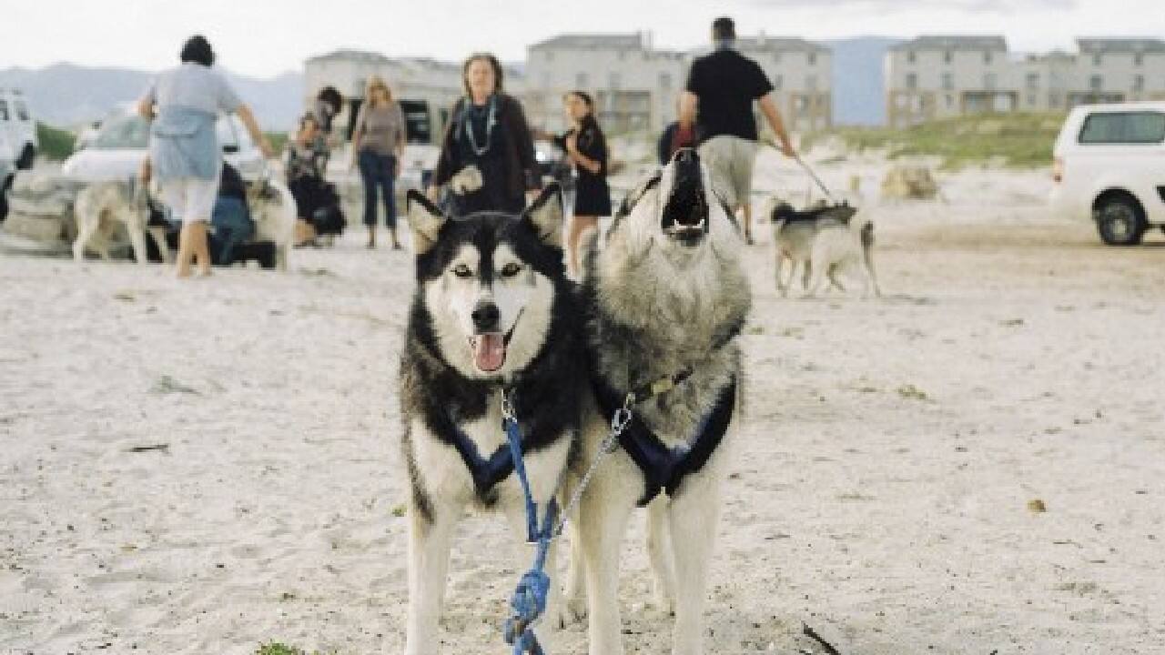 Locals and holidaymakers alike are stunned to see the barking teams of huskies mushing along the white beach at up to 25 km/h (15 m/h) with a blue sled at the rear. (Image: AFP) , Santa Paws: South African canines sled on sandy beaches, The World Live Breaking News Coverage & Updates IN ENGLISH