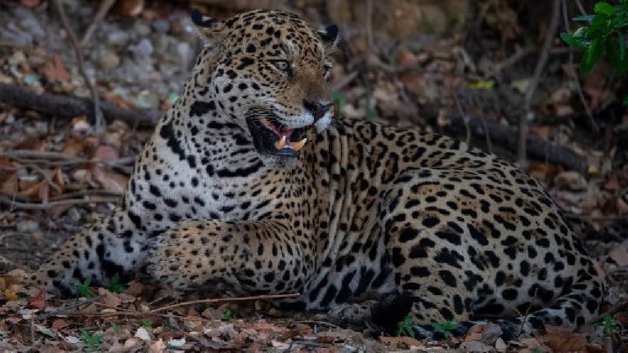 Hunting, deforestation, and fire threaten jaguars in the  Rainforest