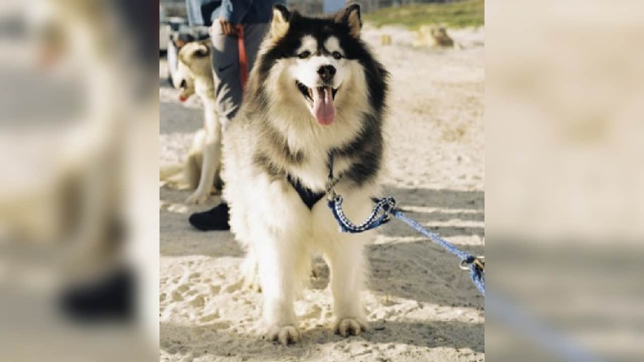 Popular for their thick fur and bright blue eyes they "can easily get neglected," he warned. "Huskies need lots of exercise... they need to do up to 20 km a day". "This way at least once a week they get a five kilometre run for between 35 and 45 minutes"(Image: AFP) , Santa Paws: South African canines sled on sandy beaches, The World Live Breaking News Coverage & Updates IN ENGLISH
