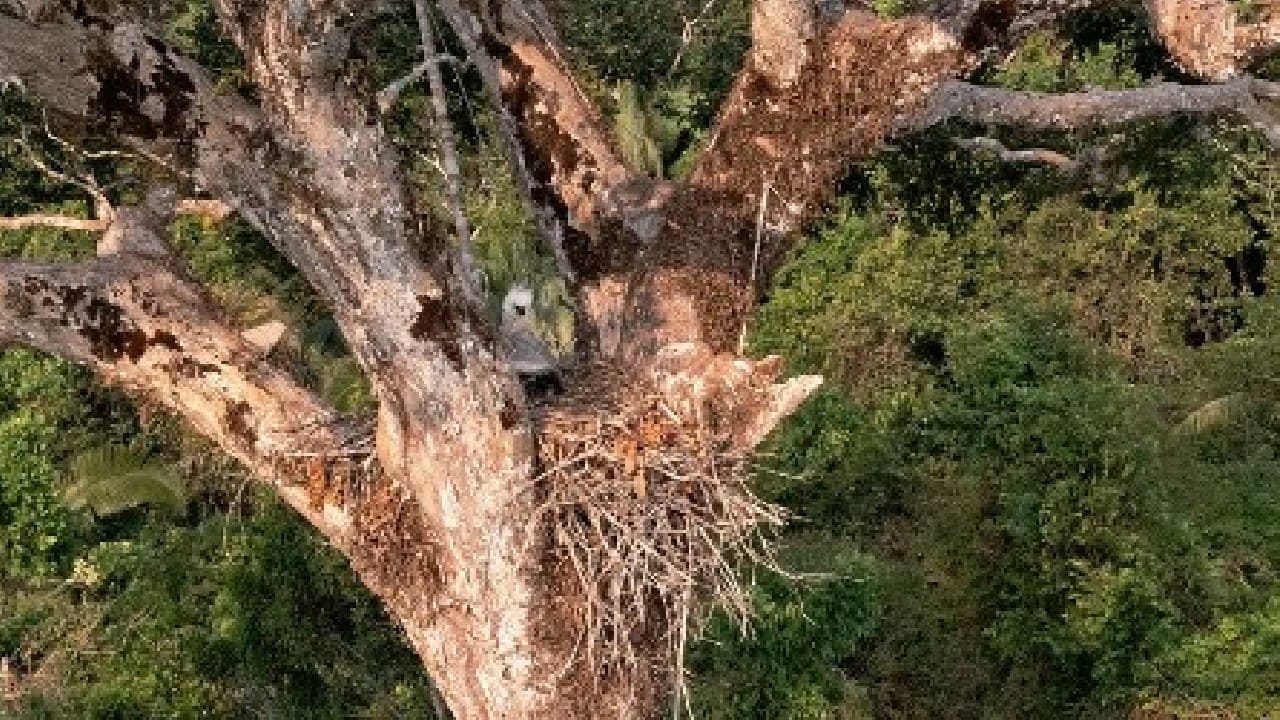 Hunting, deforestation, and fire threaten jaguars in the  Rainforest