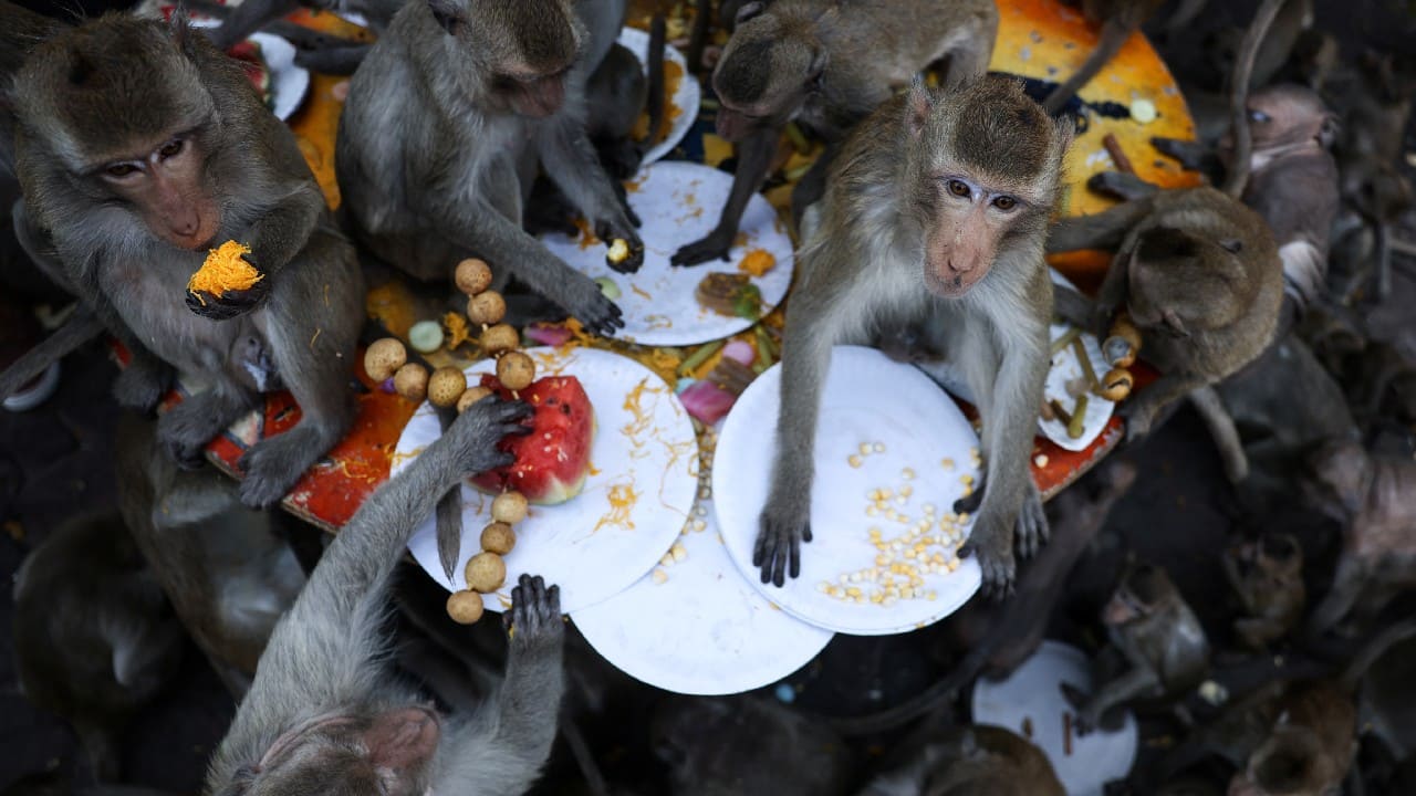 Thai monkey festival returns as tourists come back