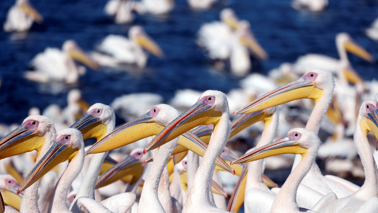 From this safe haven they can continue their often perilous migration. (Image: Reuters)