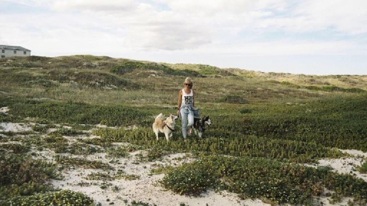 The dogs only run in the evening or when temperatures are 15 degrees Celsius or lower, because they are Nordic dogs, "so you have to be careful in the South African climate not to overheat them".(Image: AFP) , Santa Paws: South African canines sled on sandy beaches, The World Live Breaking News Coverage & Updates IN ENGLISH