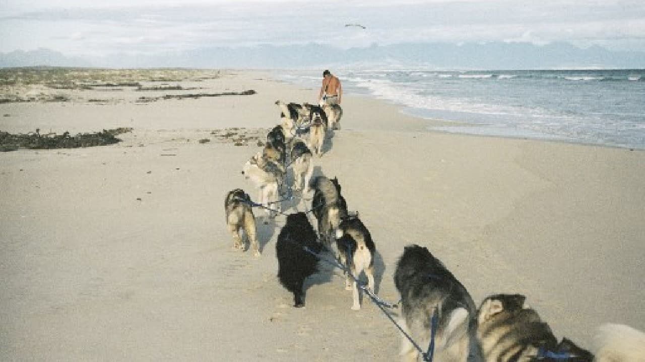 This Saturday, November 13, 23 black-and-cream thick-furred huskies turned up with their owners -- some having driven for up to an hour to the beach. (Image: AFP) , Santa Paws: South African canines sled on sandy beaches, The World Live Breaking News Coverage & Updates IN ENGLISH