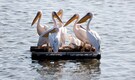 Migrating white Pelicans served food on Israeli reservoirs to protect fish farms