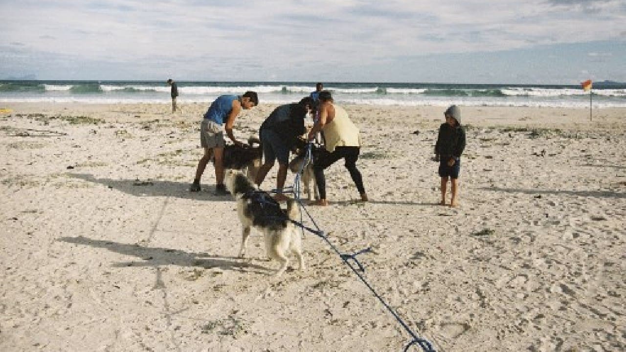Gunter straps them into blue harnesses. Once all are safely in, he gives a shout of "go" and the dogs do what comes naturally. Always in a straight line, they run up back and forth, pausing briefly to rest. (Image: AFP) , Santa Paws: South African canines sled on sandy beaches, The World Live Breaking News Coverage & Updates IN ENGLISH