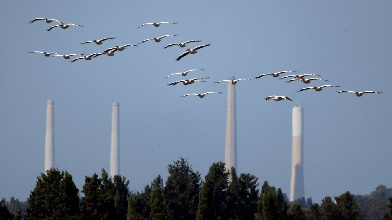 Preferring an overland route to riskier skies above the sea, hundreds of millions of birds pass through Israel each migration season - in spring on their way north to Europe and Asia and later in the year back to Africa. (Image: Reuters)