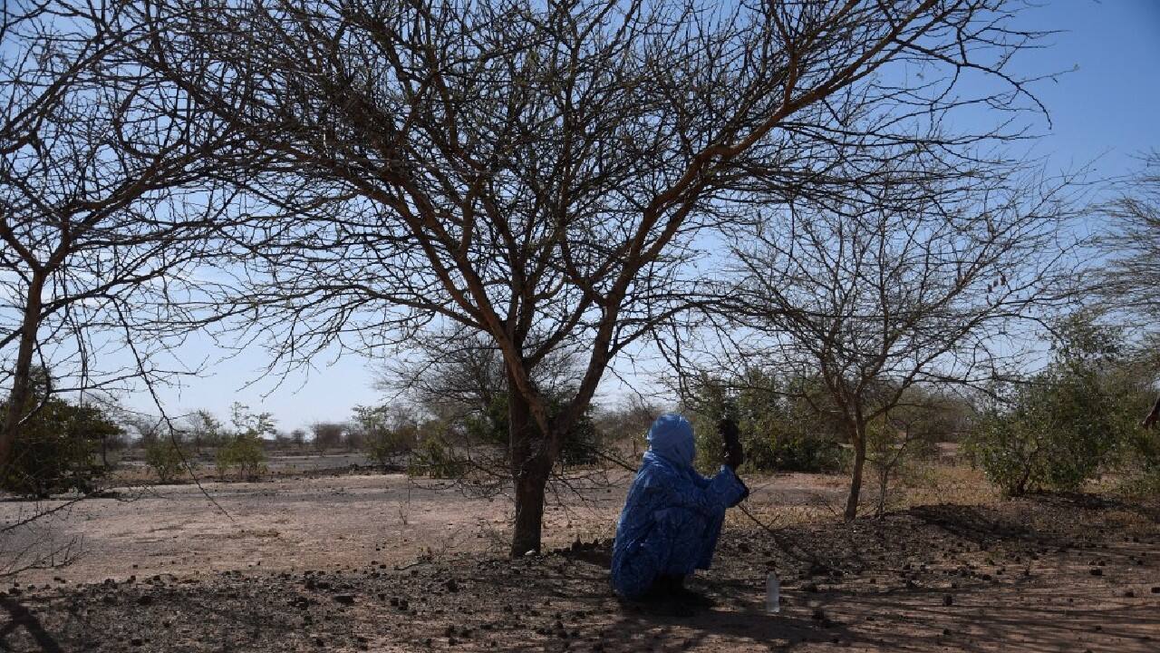 Mayor Adamou said that game animals and even giraffes have been leaving their remote habitat south of the capital Niamey to savour the tender acacia leaves since the Simiri plateau reforestation programme started in 2013. (Image: AFP) Mayor Adamou said that game animals and even giraffes have been leaving their remote habitat south of the capital Niamey to savour the tender acacia leaves since the Simiri plateau reforestation programme started in 2013. (Image: AFP)