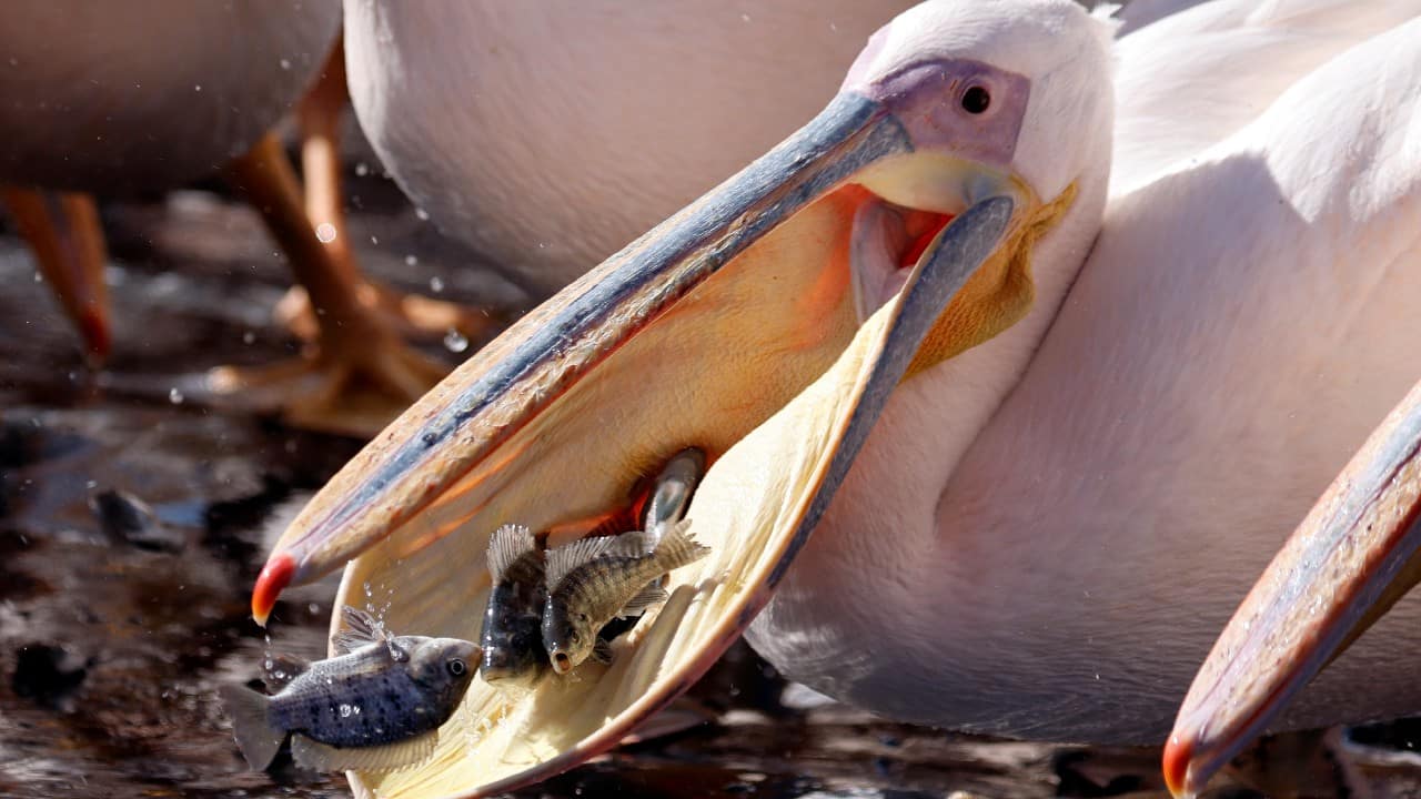 Culprits include natural predators as well as human activity, like the destruction of habitats and electrocution by power cables, the group said. (Image: Reuters)