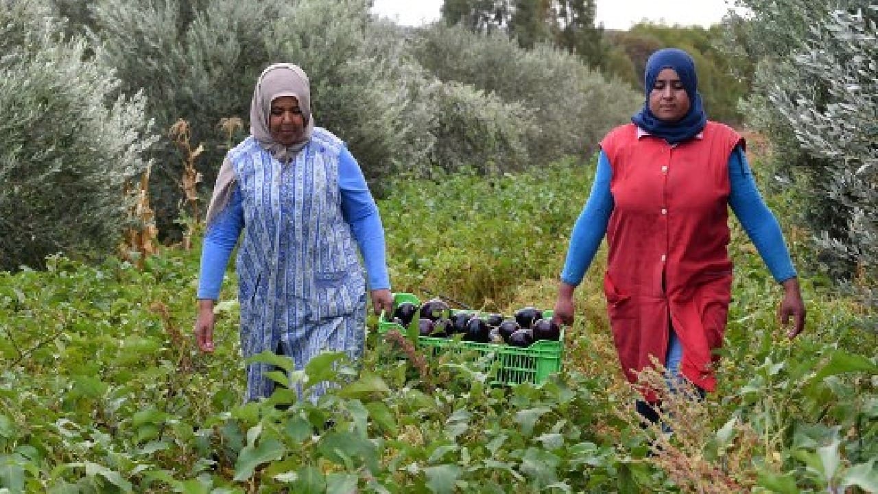 Proudly displaying her freshly picked pomegranates, Tunisian farmer Sarah Shili says going organic is &quot;the future of farming&quot; -- and as demand surges in North Africa and beyond, the sector is blooming. Shili runs Domaine Elixir Bio, a 94-hectare (230-acre) farm near Tunis that produces organic-certified vegetable, fruit and cereal crops in a way she said &quot;respects nature&quot;. (Image: AFP)