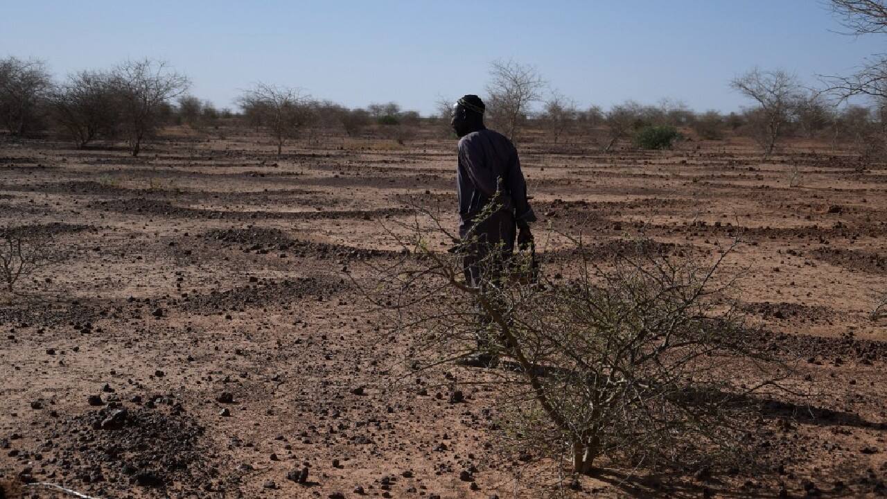 Niger's southern forests have lost one-third of their surface area and now make up only one to two percent of the country, according to the United Nations Environment Programme. By 2030, Niger aims to "green" 3.6 million hectares of land, which represents more than 37.5 percent of its territory, said Maisharou Abdou, the Green Wall's director-general in Niger. Abdou said between eight and 12 percent of the total had been achieved by 2020, but emphasised the project was "a long-distance race".(Image: AFP) Niger's southern forests have lost one-third of their surface area and now make up only one to two percent of the country, according to the United Nations Environment Programme. By 2030, Niger aims to "green" 3.6 million hectares of land, which represents more than 37.5 percent of its territory, said Maisharou Abdou, the Green Wall's director-general in Niger. Abdou said between eight and 12 percent of the total had been achieved by 2020, but emphasised the project was "a long-distance race".(Image: AFP)