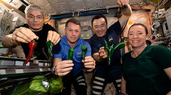 This photo provided by NASA, Astronauts, from left, Mark Vande Hei, Shane Kimbrough, Akihiko Hoshide and Megan McArthur, pose with chile peppers grown aboard the International Space Station on Friday, Nov. 5, 2021. (NASA via AP)