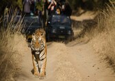 Women take the wheel for safer tourism in Satpura Tiger Reserve