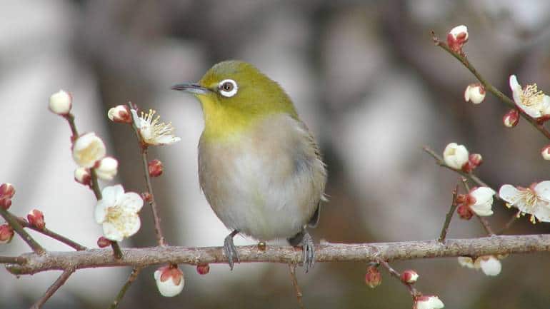 Birding trail in Goa