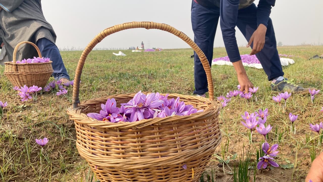 It's saffron harvest season in Kashmir, a time for intense work and a few grievances