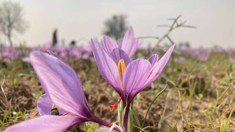 Kashmiri saffron got a GI tag in July 2021. (Photo by Irfan Amin Malik)