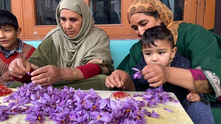 Sixteen-thousand families in Pampore depend on the local saffron industry. (Photo by Irfan Amin Malik)