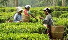 Decoding the ‘Assamese’ tag to five Muslim communities