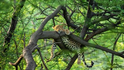 11 wildlife destination packages for winter holidays