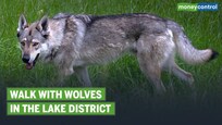 Miles To Go | Walking and howling with wolves in the Lake District