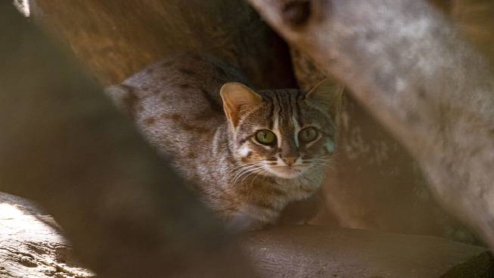 Commentary] Keeping wildlife wild: Learnings from rehabilitating the  world's smallest wild cat