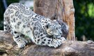 Three ‘Beloved’ Snow Leopards Died of COVID-19 Complications at Nebraska Zoo
