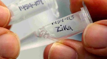 Zika virus is primarily transmitted by the bite of an infected mosquito from the Aedes genus, mainly Aedes aegypti. (Representative image)