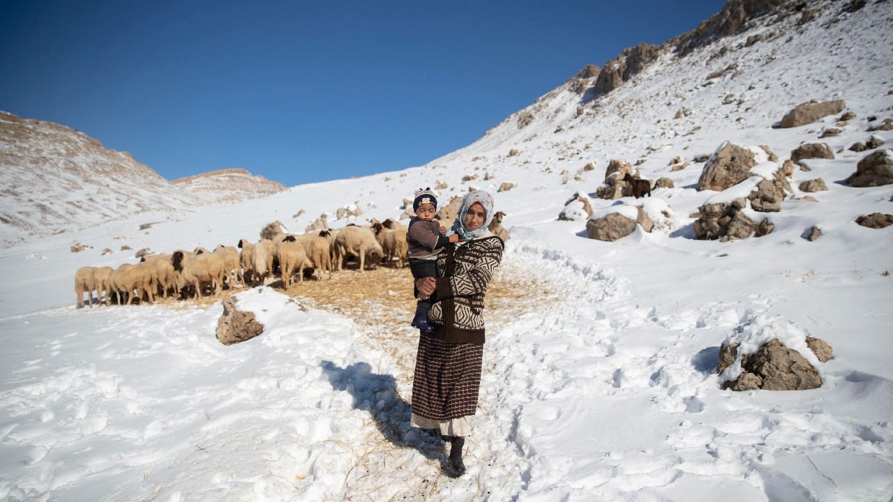 Nomadic Amazigh tribes living there rely on sheep that graze the lush forests around the village, which sits at an altitude of 1,800 meters (5,900 feet) in the Middle Atlas Mountains. But as winter sets in, they are gradually cut off from the world. (Image: AP)