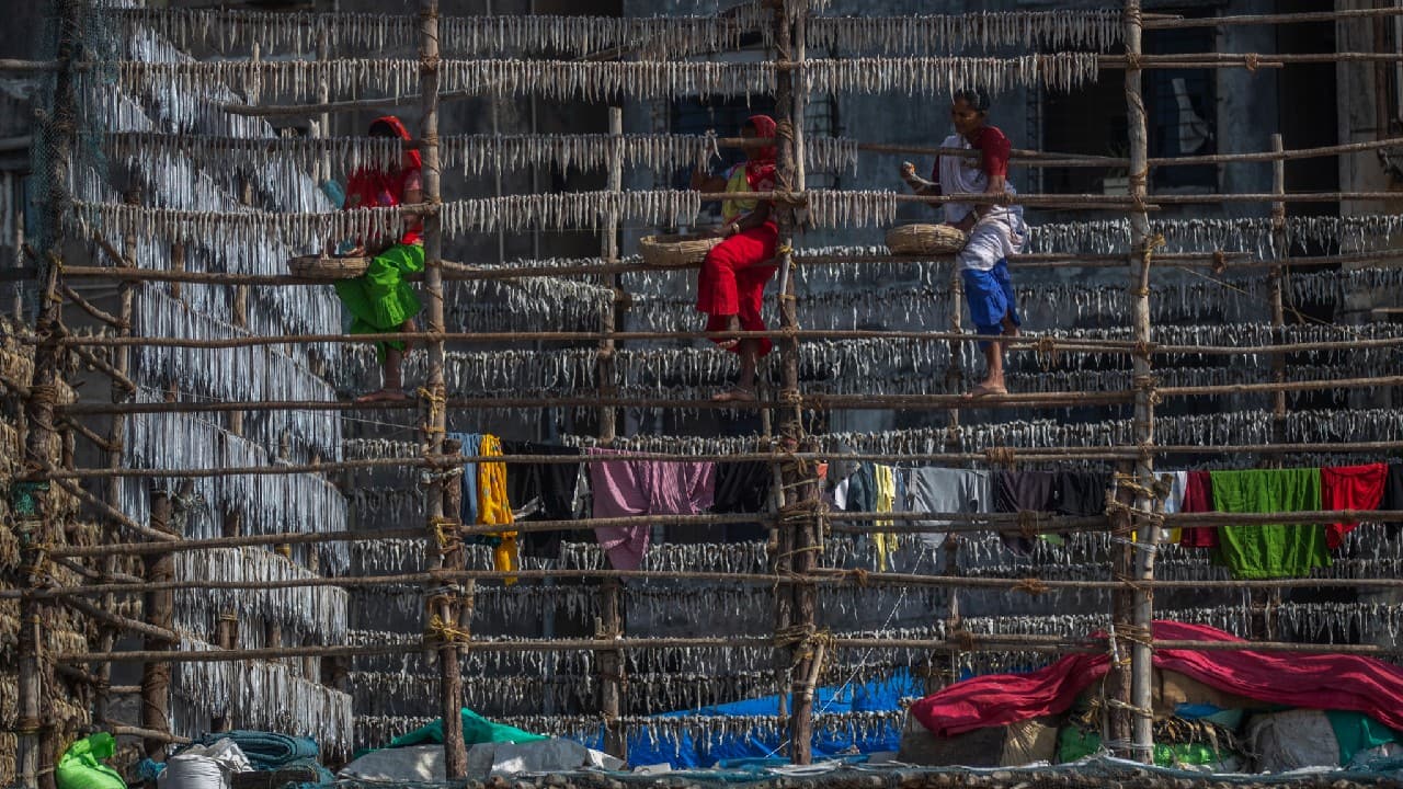 Fisherwomen hang fish on a structure made of bamboo poles to sun dry them at a fishing colony in Mumbai, India, December 29. (Image: AP)
