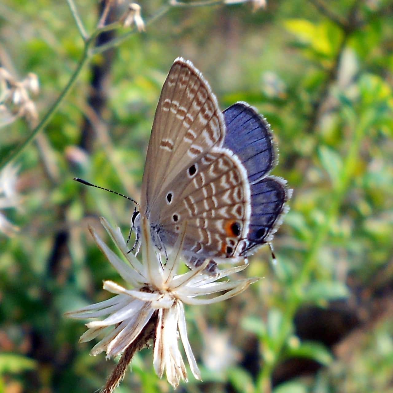 The Butterfly Conservatory at Ponda is spread over 4,000 square metres. (Image Abhishek Pai Angle via Wikimedia Commons 3.0)