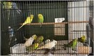 US rescue group gets 800 parakeets in 'unexpected Christmas gift'