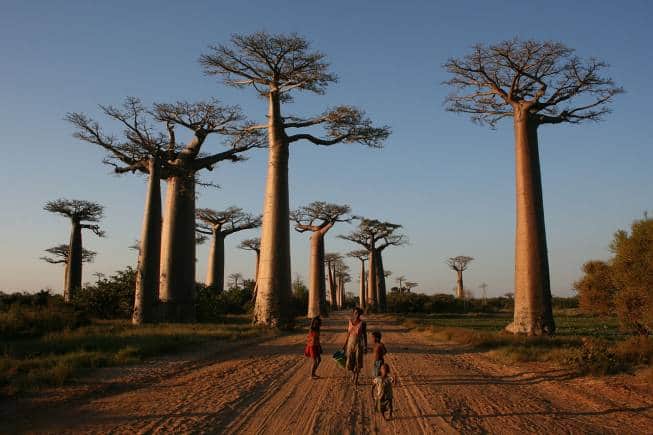 Native to Africa and Madagascar, the baobab was brought to Mandu by traders from Africa over 4,000 years ago