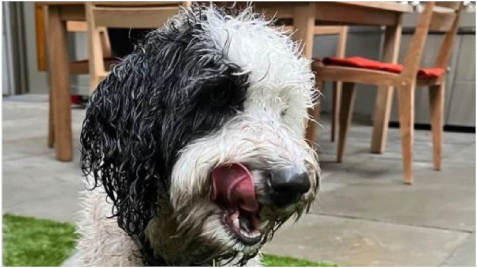 Jeff Bezos catches dog Luna being 'naughty', 'time for a bath', says girlfriend Lauren Sanchez Jeff Bezos catches dog Luna being 'naughty', 'time for a bath', says girlfriend Lauren Sanchez