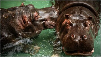 Two hippos in a Belgian zoo test positive for Covid, quarantined