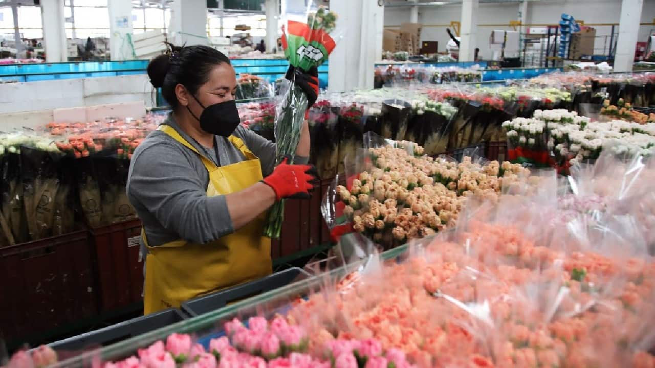 Colombian flower market blooming ahead of Valentine’s Day