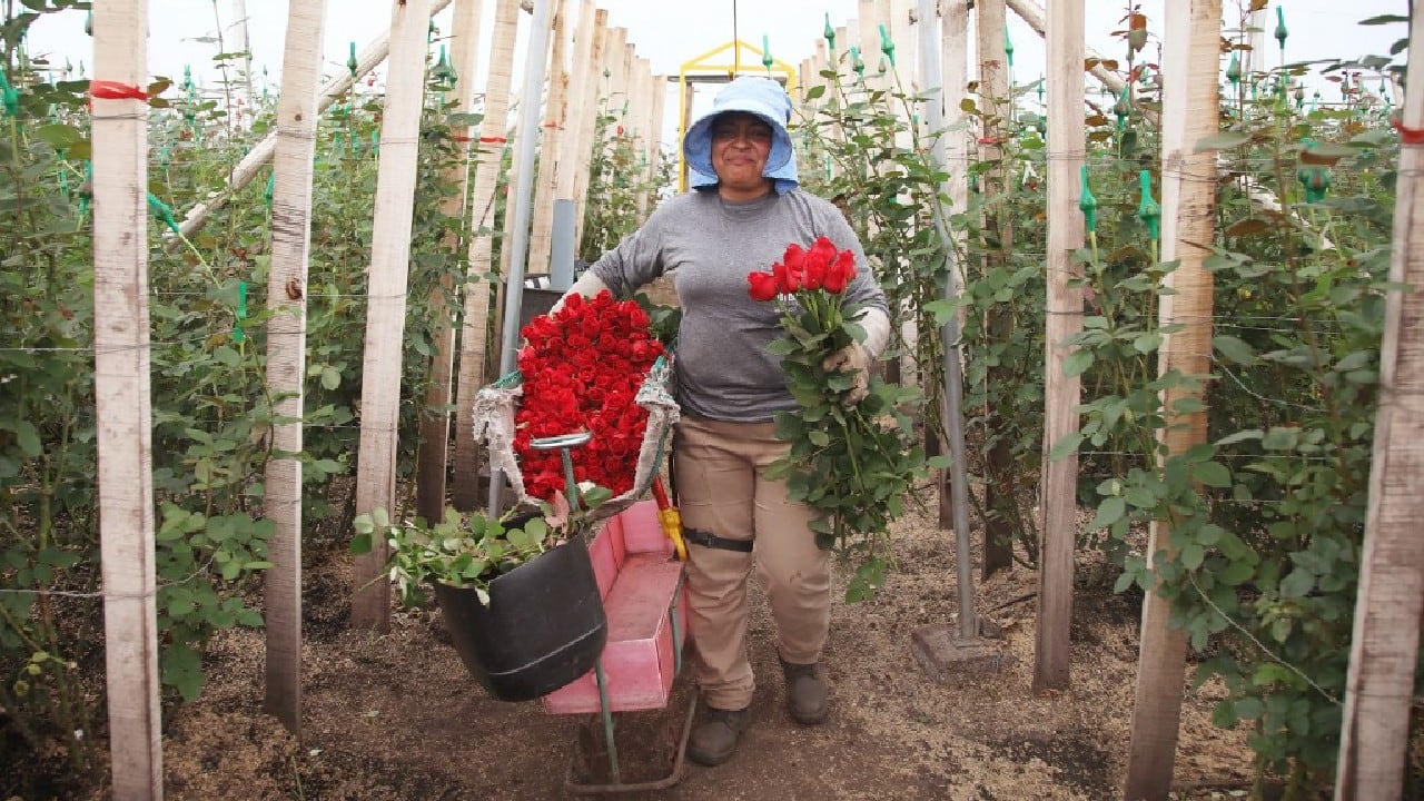 Colombian flower market blooming ahead of Valentine’s Day