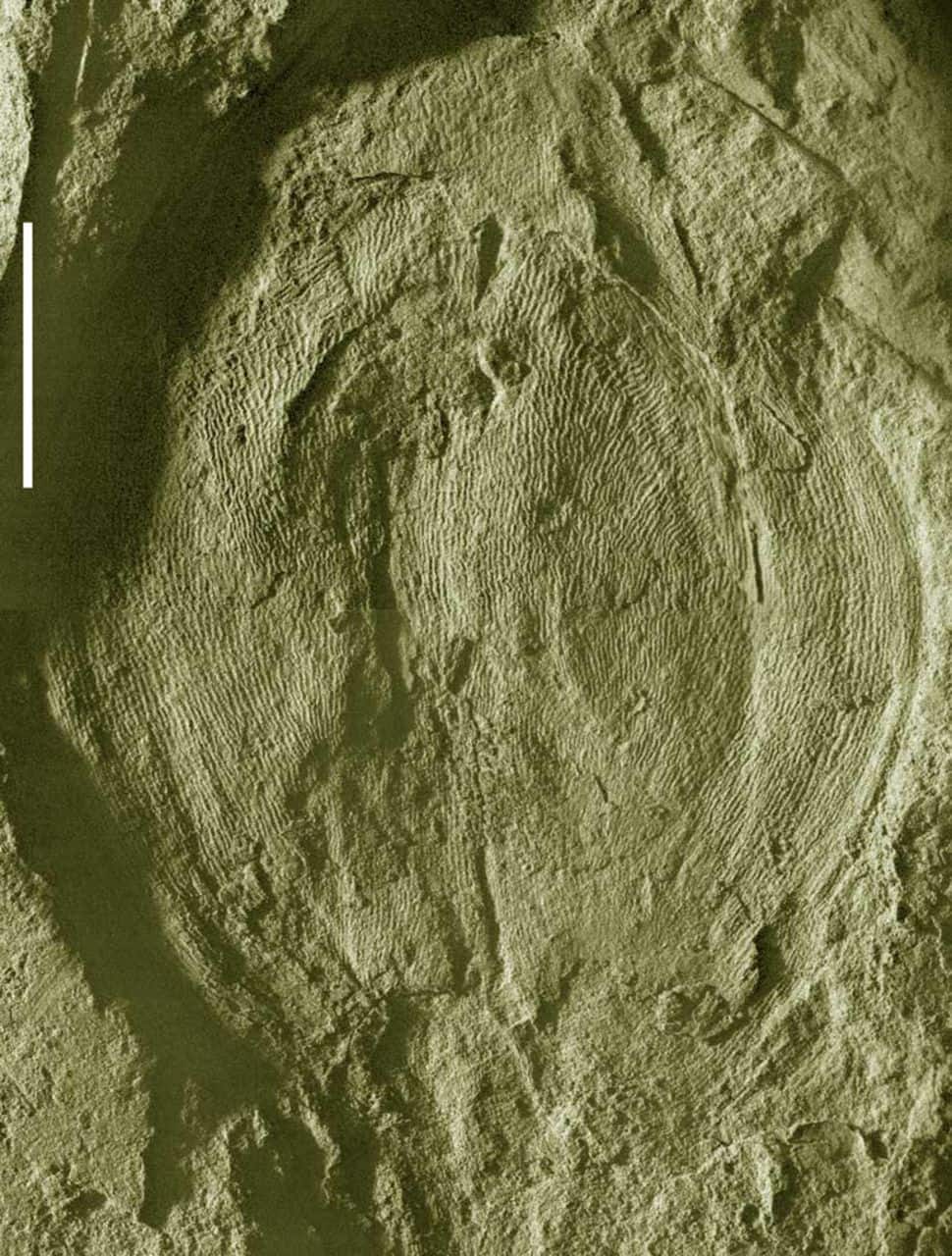 flower bud of Florigerminis jurassica gen. et sp. nov., showing tepals with sculptures. (Image credit: lyellcollection.org)