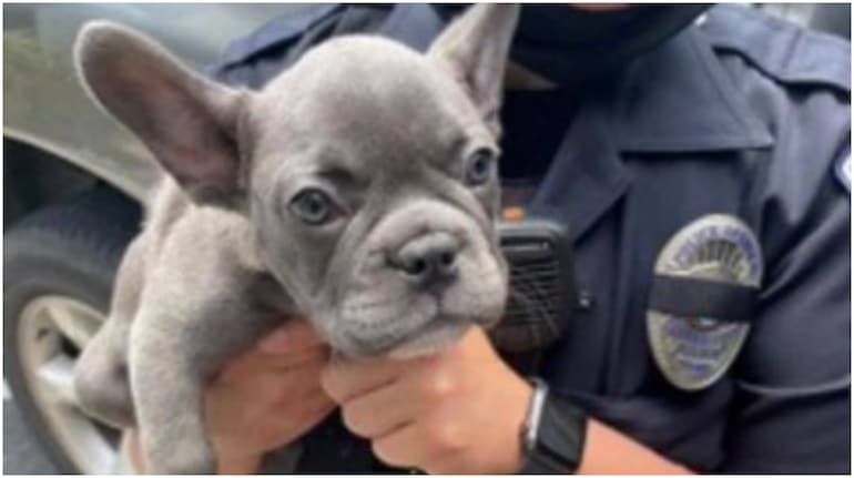 how many french bulldogs are stolen?