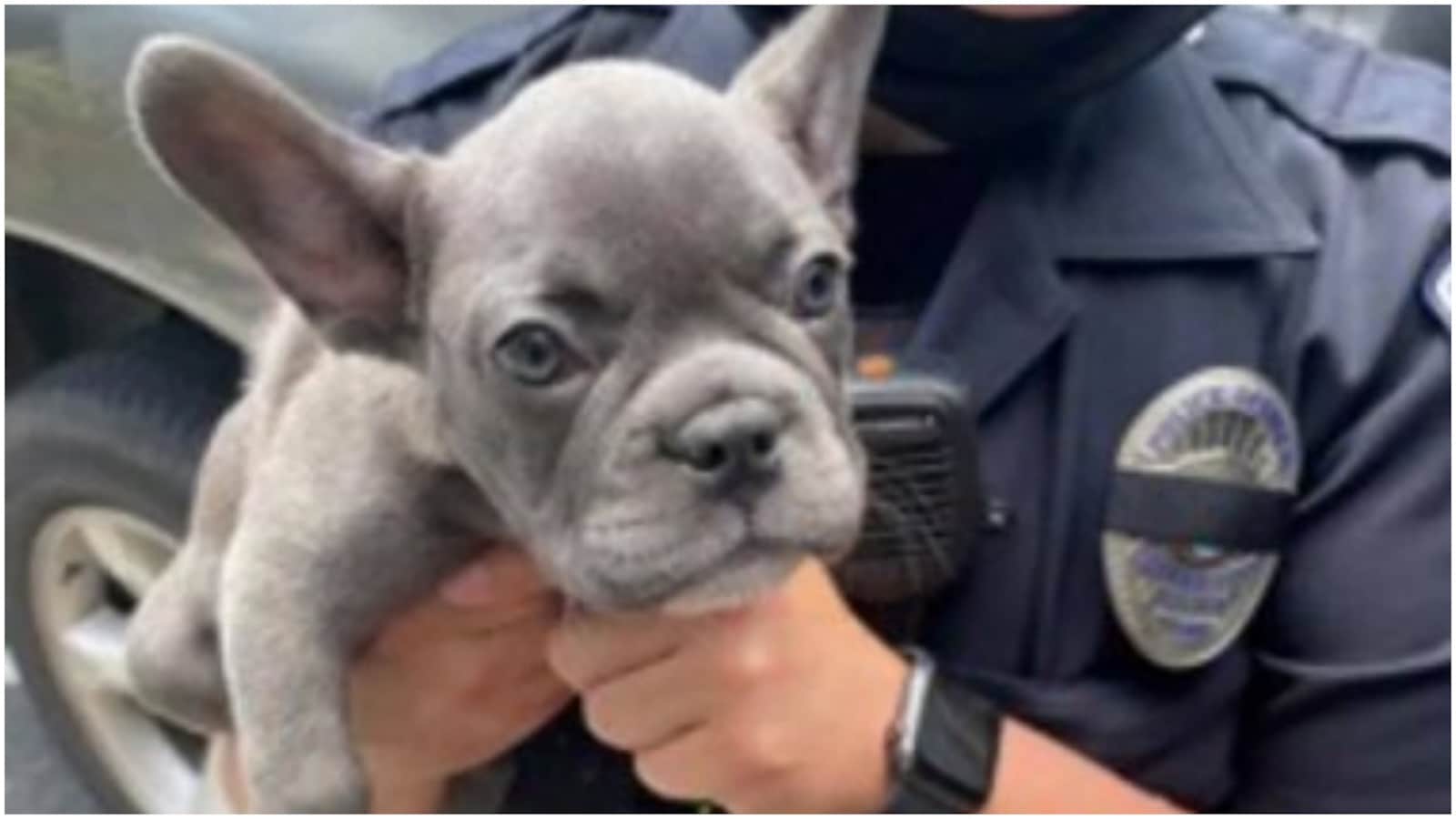 Why French bulldogs are being stolen across the US