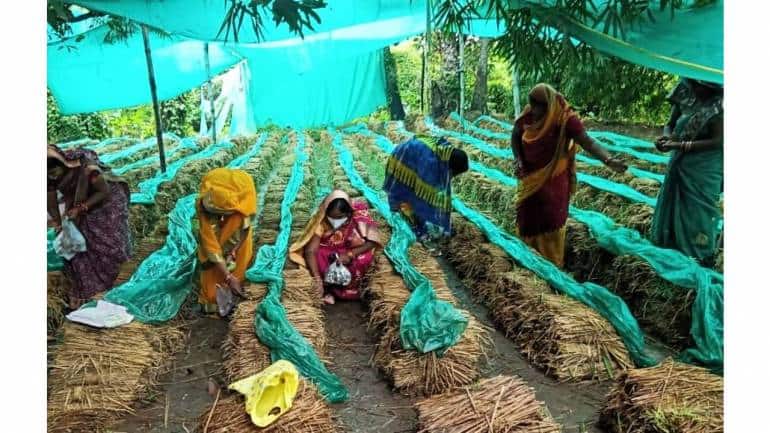 Mushroom Cultivation