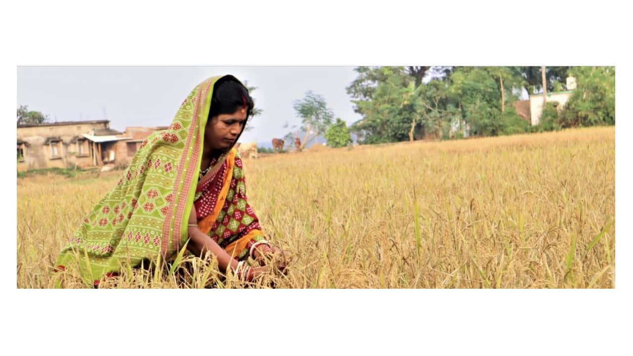 Govt raises minimum support prices for six Rabi crops