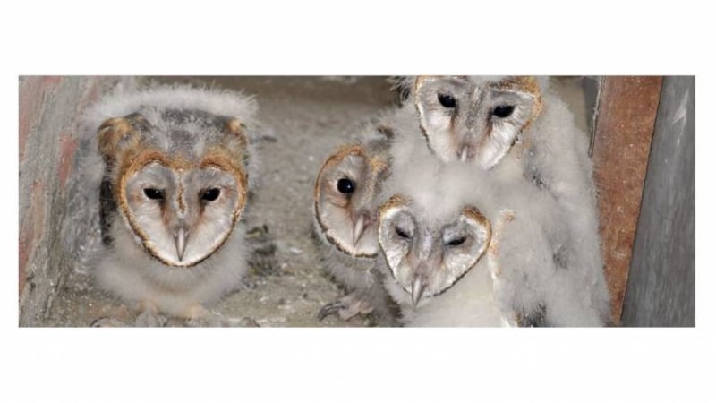 Artificial nests for barn owls help farmers befriend these natural rodent killers